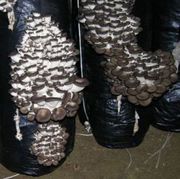 Уникальный комплект для выращивания вешенки дома и на даче