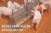 Поросятаотъемыши