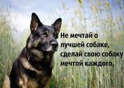 Дрессировочная площадка г. Набережные челны