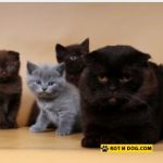 клубные котята