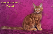 котенок мейн кун красный солид - Яков