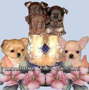 Чихуахуа и Русский Той терьер, элитные мини щенки