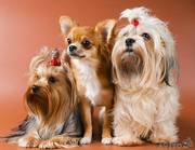 Стильные стрижки - недорого